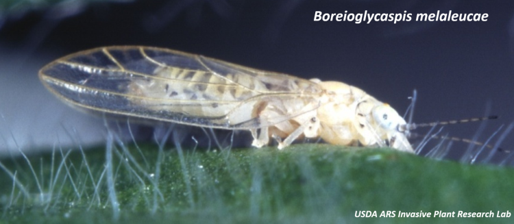 /ARSUserFiles/60320500/mel psylid 750 wide.png